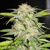 (Bild für) Hawaiian Skunk