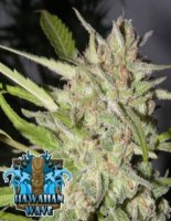 (Bild für) Hawaiian Wave female