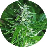 (Bild für) Haze Auto Tao 10 reg