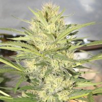(Bild für) Haze Autoflower fem