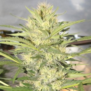 (Bild für) Haze Autoflower fem