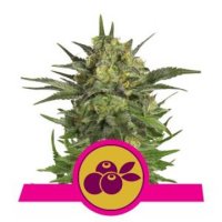 (Bild für) Haze Berry feminized