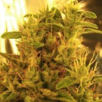 (Bild für) Amnesia Haze #1