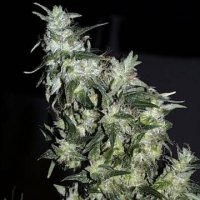 (Bild für) Haze Special