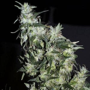 (Bild für) Haze Special