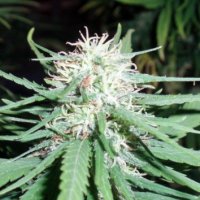 (Bild für) Haze #1 5 regular