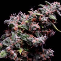 (Bild für) Hazy Kush S1