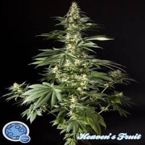 (Bild für) Heaven\'s Fruit fem