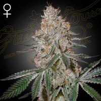(Bild für) HighCloudZ female