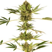 (Bild für) Himalayan CBD