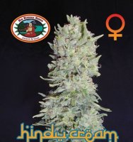(Bild für) Hindu Cream fem