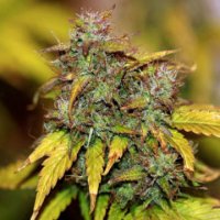 (Bild für) Hindu Kush