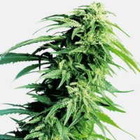 (Bild für) Hindu Kush