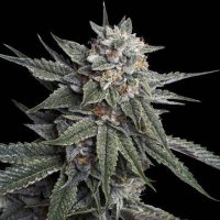 (Bild für) Holy Grail Kush