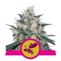 (Bild für) Honey Cream Fast Version feminized