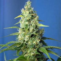 (Bild für) Honey Peach Auto CBD fem
