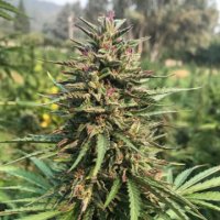 (Bild für) Honolulu Haze 5 fem