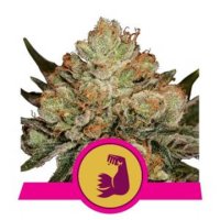 (Bild für) HulkBerry feminized