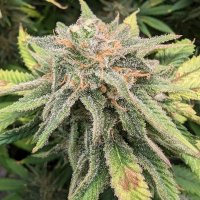 (Bild für) Humboldt Dream Auto
