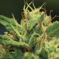 (Bild für) Humboldt Sour Diesel