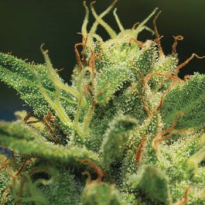 (Bild für) Humboldt Sour Diesel