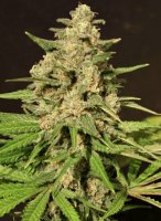 (Bild für) Hybrid X fem
