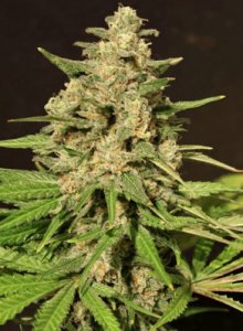 (Bild für) Hybrid X fem