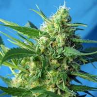 (Bild für) Ice Cool Auto aka NYC Diesel Auto fem