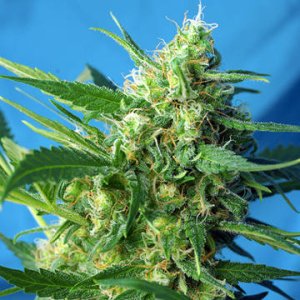 (Bild für) Ice Cool Auto aka NYC Diesel Auto fem