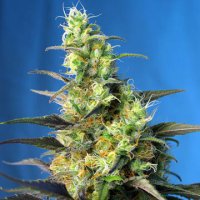 (Bild für) Ice Cool CBD aka NYC Diesel CBD fem