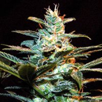 (Bild für) Ice Cool aka NYC Diesel fem