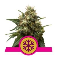 (Bild für) ICE feminized