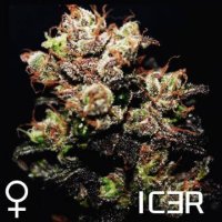 (Bild für) Icer female
