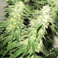 (Bild für) Indica XXL 5 fem