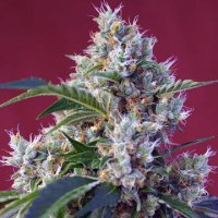 (Bild für) Indigo Berry Kush fem