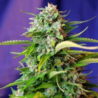 (Bild für) Jack 47 Auto fem