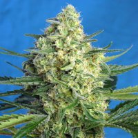 (Bild für) Jack 47 XL Auto fem