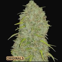 (Bild für) Jack Herer Auto fem