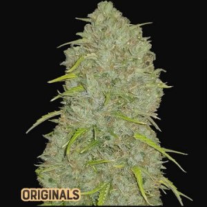(Bild für) Jack Herer Auto fem