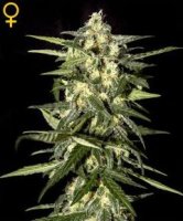 (Bild für) Jack Herer Auto female