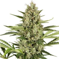 (Bild für) Jack Herer Automatic