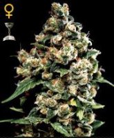 (Bild für) Jack Herer female