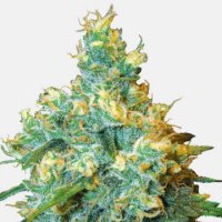 (Bild für) Jack Herer