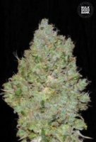 (Bild für) Jack Hair aka Jack Herer female