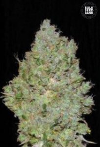 (Bild für) Jack Hair aka Jack Herer female