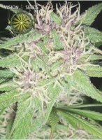 (Bild für) Jack Herer fem