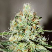(Bild für) Jägg Kush