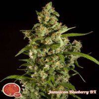 (Bild für) Jamaican Blueberry BX