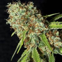 (Bild für) Jamaican Dream CBD fem