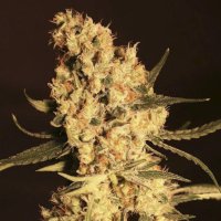 (Bild für) Jamaican Dream fem